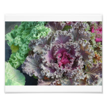photograph of ornamental kale