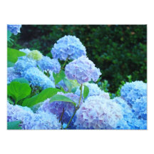 Photographic Canvas Prints Blue Hydrangea Flowers