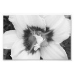 Photographic Print Lily