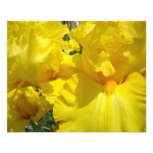 Photography Art Prints Yellow Iris Flowers Irises