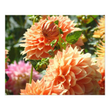Photography Floral art prints Orange Dahlia Flower
