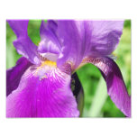 Photography Purple Iris