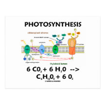 Photosynthesis (Carbon Dioxide + Water) Post Card