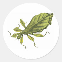 Phyllium Siccifolia Sticker