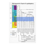 Phylogenetic Chart of Lepidoptera Lineages photography