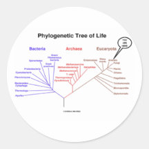 Phylogenetic Tree Of Life - You Are Here (Biology) Stickers
