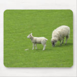 Picture Of A Baby Sheep With Her Mother Mouse Pads