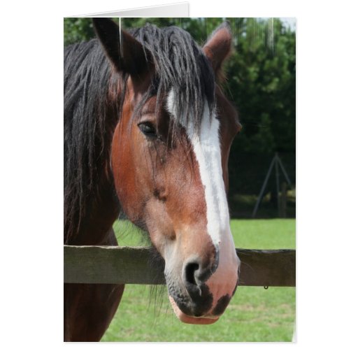 Picture of a Quarter Horse Greeting Card