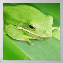 Picture of a Tree Frog Poster