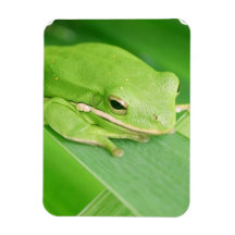 Picture of a Tree Frog Premium Magnet