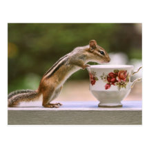 Picture of Chipmunk with China Teacup Post Cards