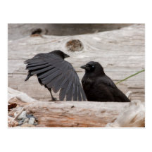Picture of Crows Post Cards