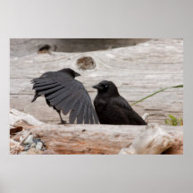 Picture of Crows Poster