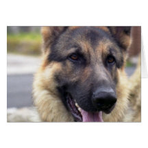 Picture of German Shepherd  Greeting Card