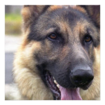 Picture of German Shepherd Invitations