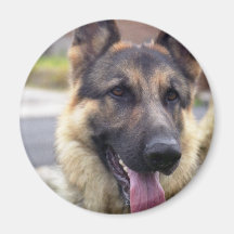 Picture of German Shepherd  Magnet