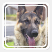 Picture of German Shepherd  Stickers