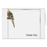 Pied Cockatiel on a Branch with White Cards