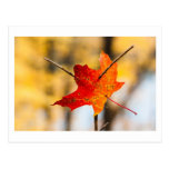 pierced in autumn postcard