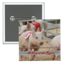 Pig racing, Pig race photograph, pink pig