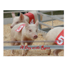 Pig racing, Pig race photograph, pink pig Post Cards