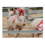 Pig racing pink piglet number three postcards