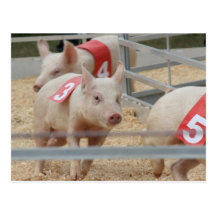 Pig racing pink piglet number three postcards
