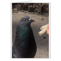 pigeon greeting card