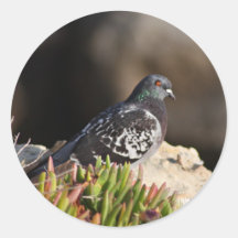 Pigeon perched on a cliff ledge stickers