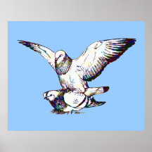 Pigeons Mating Poster