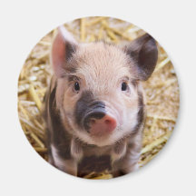 Piglet Fridge Magnets