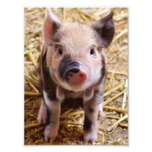 Piglet Photo Print