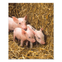 Piglets Photograph
