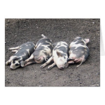 Pigs Greeting Cards