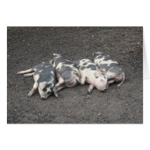 Pigs sleeping card