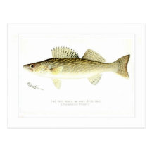 Pike Perch or Wall-eyed Pike Postcards