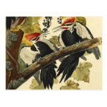 Pileated Woodpecker, John James Audubon Postcard