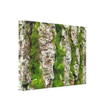 Pine Tree Bark With Moss Gallery Wrapped Canvas