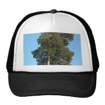 Pine Tree Mesh Hat