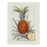 Pineapple Postcards