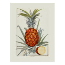 Pineapple Postcards
