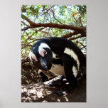Pinguin Boy Plakatdrucke