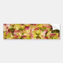 Pink and Green Bumper Sticker