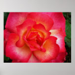 Pink and orange rose print