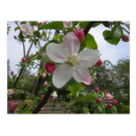Pink and White Apple Blossoms Postcard