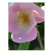 Pink and White Rose Postcard