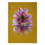 Pink and White Striped Daisy Gerbera Photo Art