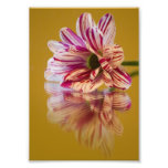 Pink and White Stripey Gerbera Flower Photographic Print