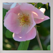 Pink and White Wild Rose Poster