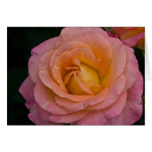 Pink and Yellow Rose Greeting Card